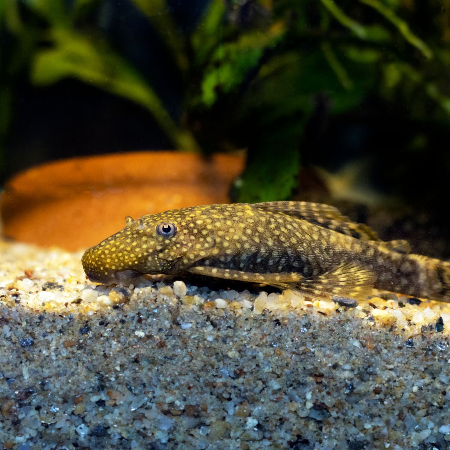 Ancistrus Dolichopterus im Aquarium