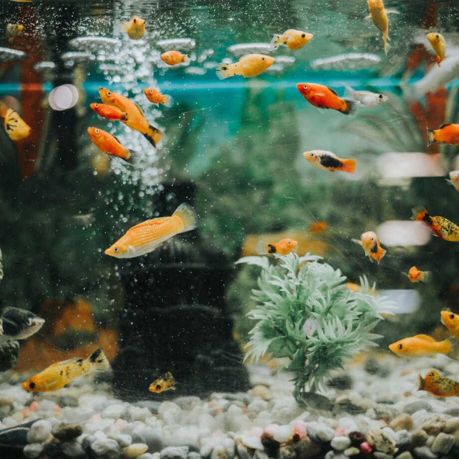 Aquarium mit Fischen