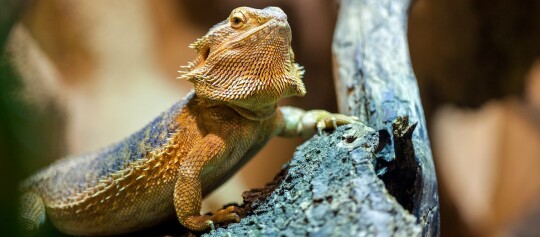 Gros plan d'un dragon barbu posé sur un morceau de bois avec des écailles détaillées et une barbe épineuse