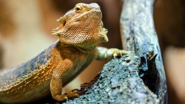 Eine Bartagame stützt sich auf einen Ast. Nahaufnahme einer Bartagamen-Echse auf einem Ast mit detaillierten Schuppen und stacheligem Bart
