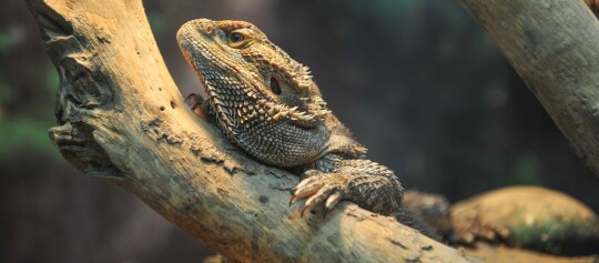 Gros plan d'un dragon barbu reposant sur une branche, montrant ses écailles texturées et sa barbe épineuse.