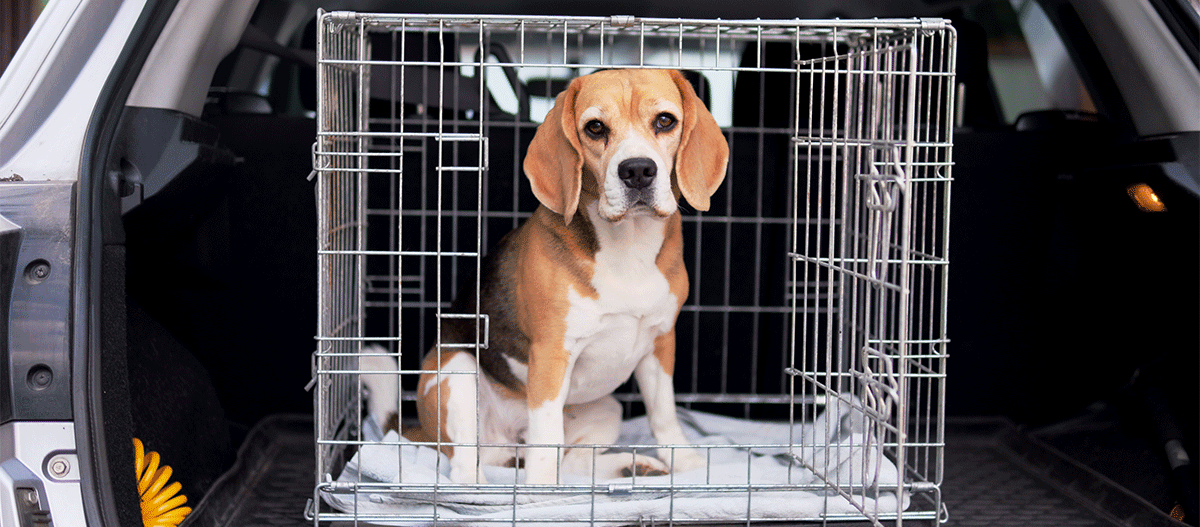 Beagle im Auto in der Transportbox