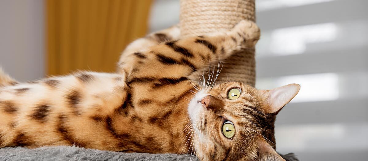 Nahaufnahme einer Bengal-Katze mit grünen Augen, die an einem Sisal-Kratzbaum kratzt, liegend auf einer grauen Oberfläche in einem gemütlichen Raum.