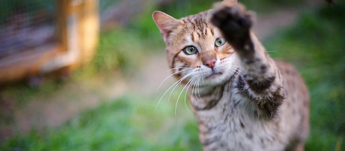 Nahaufnahme einer braunen getigerten Katze mit grünen Augen, die ihre Pfote nach vorne streckt, draußen auf grünem Gras.