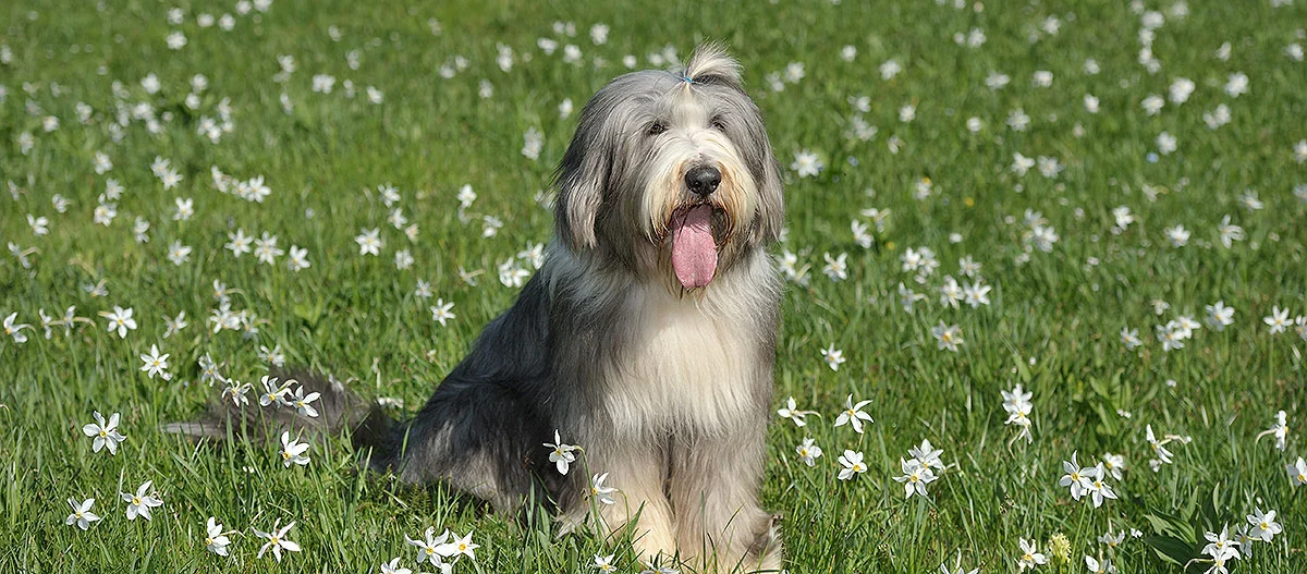 Flauschiger Hund mit langem Fell sitzt auf einer grünen Wiese voller weißer Blumen an einem sonnigen Tag