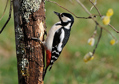Ein Buntspecht sitzt an einem Baum