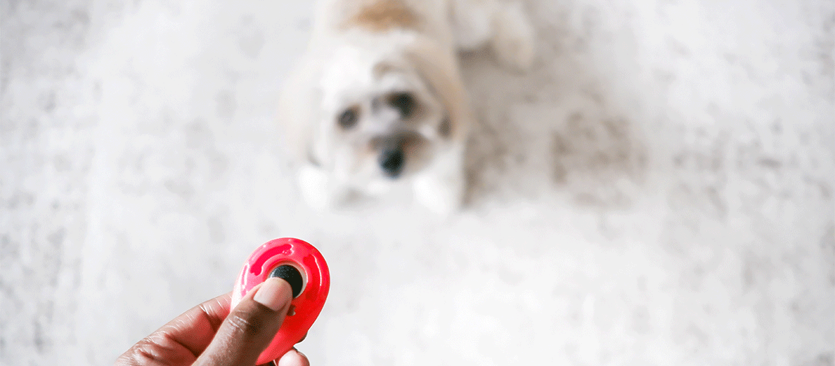 Clickertraining mit Hund