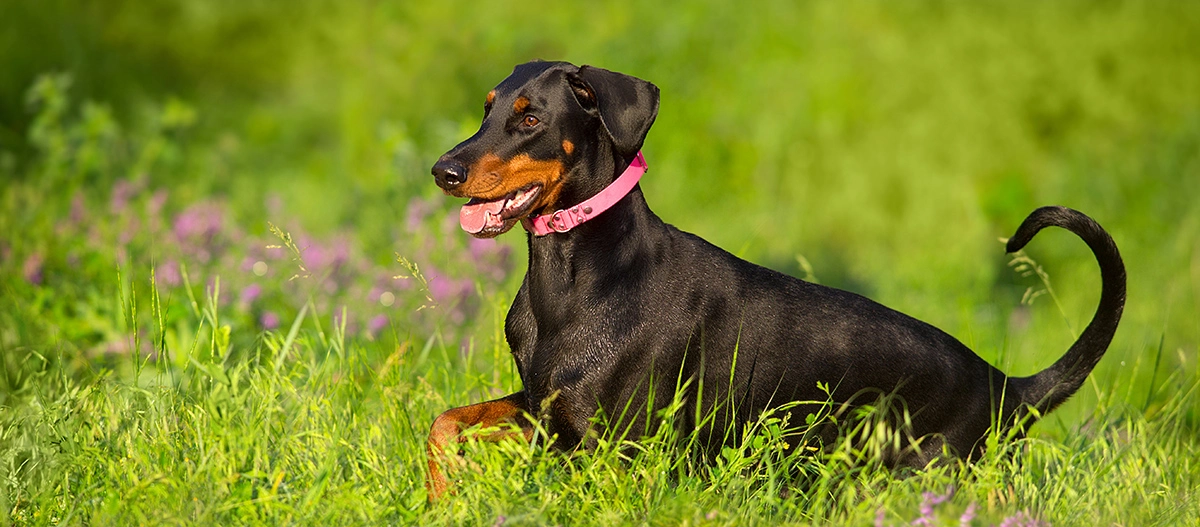 Dobermann-Hund mit pinkem Halsband liegt glücklich im grünen Gras auf einer sonnigen Wiese mit lila Blumen