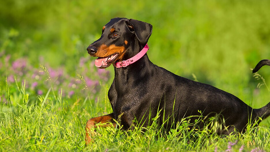 Dobermann: Charakter, Gre Haltung  alle Infos | FRESSNAPF