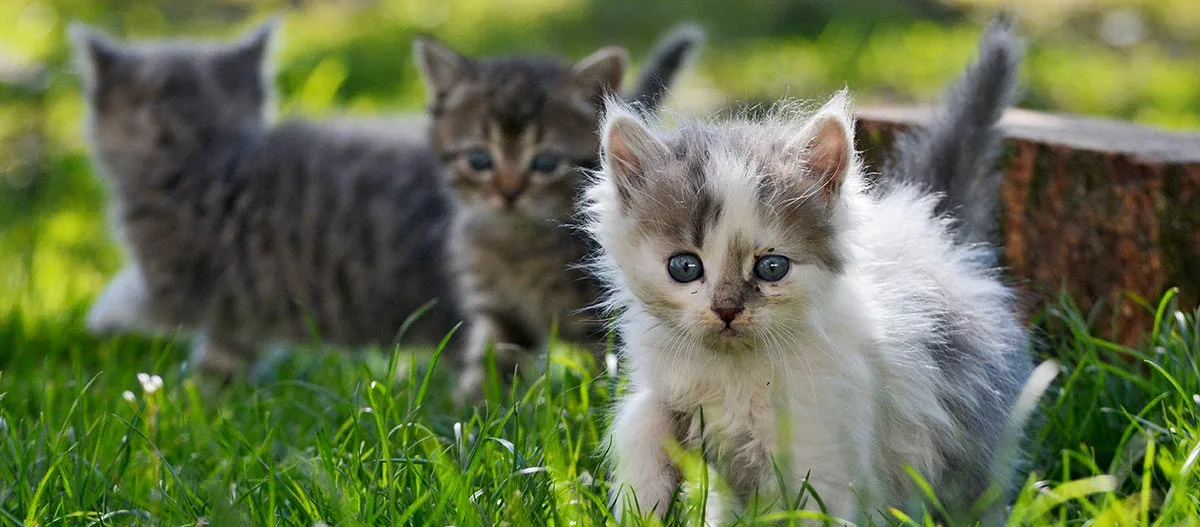 Niedliche flauschige Kätzchen mit blauen Augen spielen auf grünem Gras im Sonnenlicht