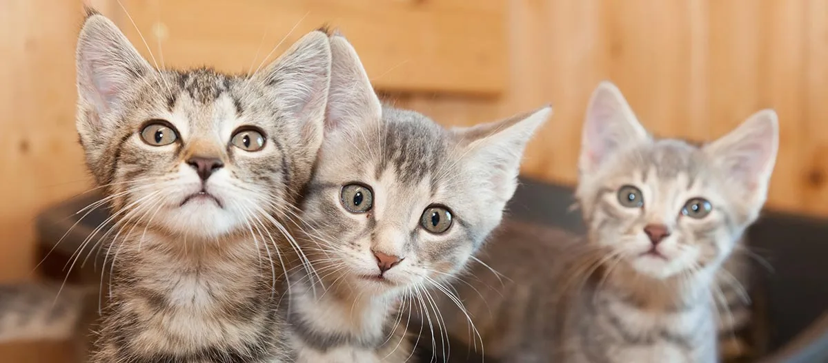 Drei niedliche getigerte Kätzchen mit großen neugierigen Augen sitzen zusammen in einem warmen Innenraum.