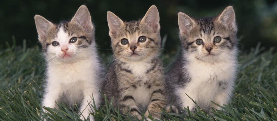 Kitten Kätzchen