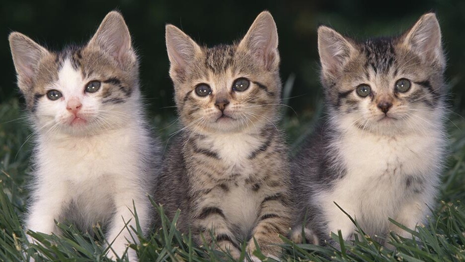 drei-kleine-katzen-kitten-kaetzchen-sitzen-im-gras.jpg