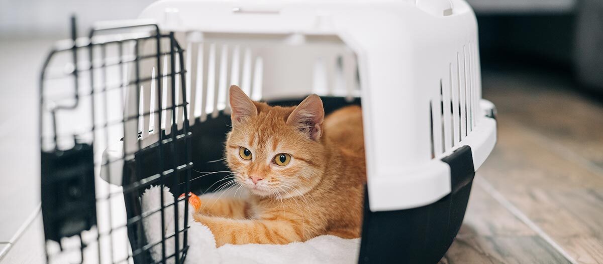 Rote Hauskatze liegt entspannt in einer weißen und schwarzen Transportbox auf einer weichen Decke.