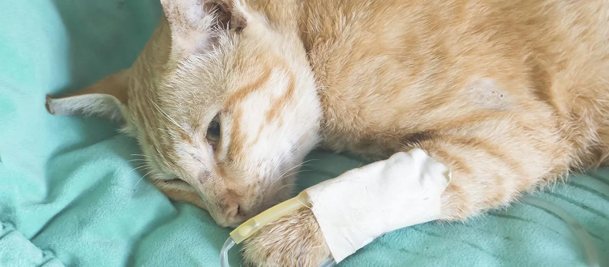 Krankenhauskatze mit Verband und intravenöser Infusion, liegend auf blauem Bett, medizinische Behandlung für Haustiere