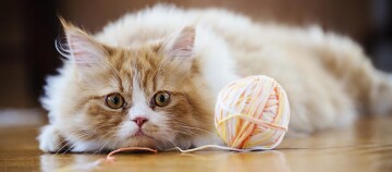 Katze spielt mit Wollkneuel