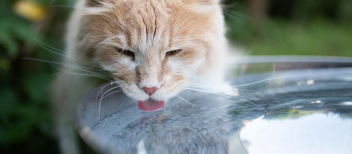 Nahaufnahme einer hellorangenen getigerten Katze, die Wasser aus einer reflektierenden Metallschale im Garten trinkt