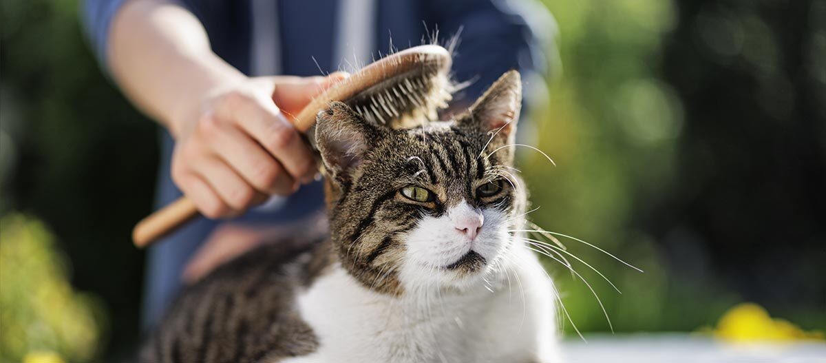 Nahaufnahme einer getigerten Katze mit weißem Fell, die im Freien sanft mit einer Holzbürste gebürstet wird