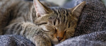 Schlafende getigerte Katze entspannt auf einer gemütlichen Decke