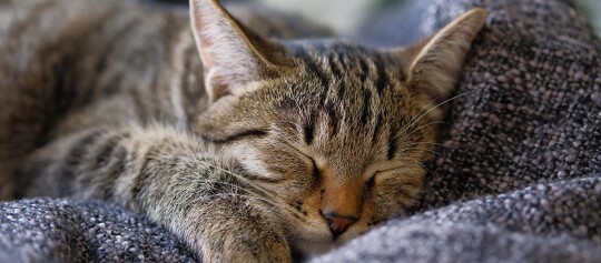 Schlafende getigerte Katze entspannt auf einer gemütlichen Decke