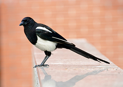 Eine Elster sitzt auf einer Mauer