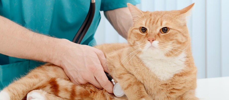 Katze Tierarzt Untersuchung