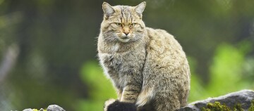 Wildkatze mit dichtem Fell sitzt auf moosbedecktem Felsen in natürlicher Umgebung