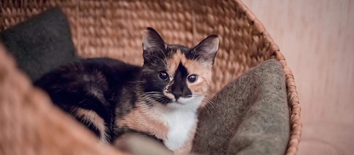 Nahaufnahme einer dreifarbigen Katze, die in einem geflochtenen Korb mit einer weichen Decke liegt