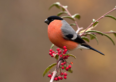 Ein Gimpel sitzt auf einem Ast