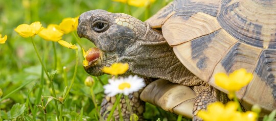 Nahaufnahme einer Schildkröte, die gelbe Blumen in einer grünen Wiese frisst