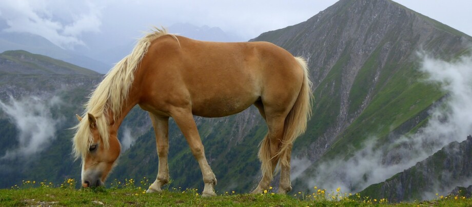 Ein Haflinger grast auf der Alpenweide.