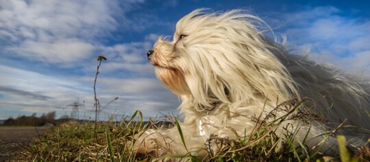 Weißer flauschiger Hund liegt entspannt im Gras unter blauem Himmel mit Wolken