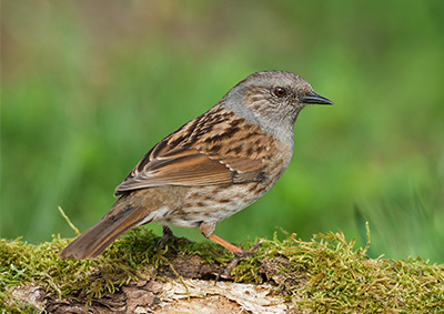 Eine Heckenbraunelle sitzt auf Moos