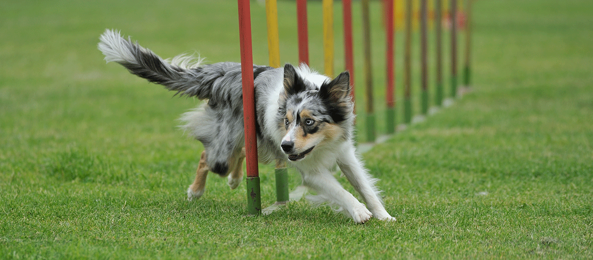 Border-Collie-Hund beim Agility-Training, der geschickt durch Slalomstangen auf einer grünen Wiese läuft