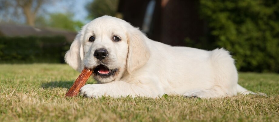 Hund liegt im Gras und kaut auf einem Knochen