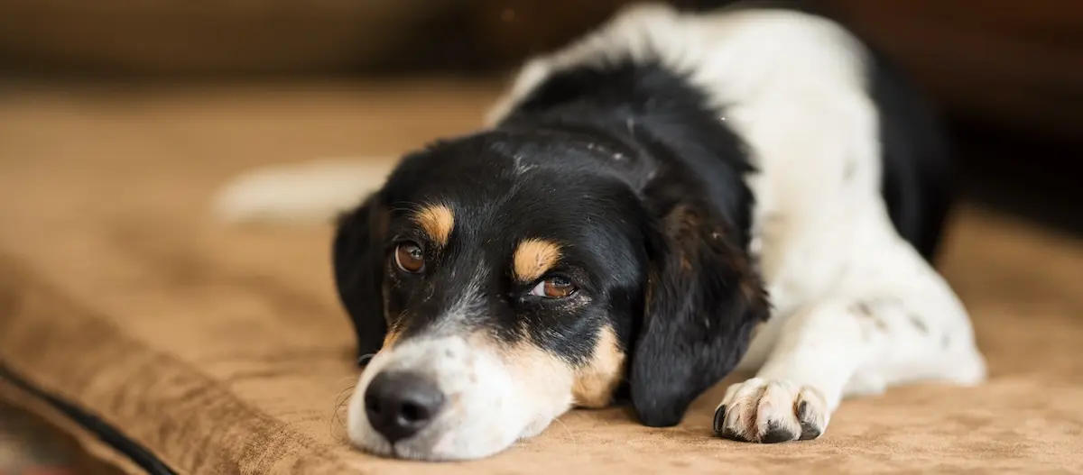 Entspannter dreifarbiger Hund liegt auf braunem Sofa und schaut ruhig zur Seite