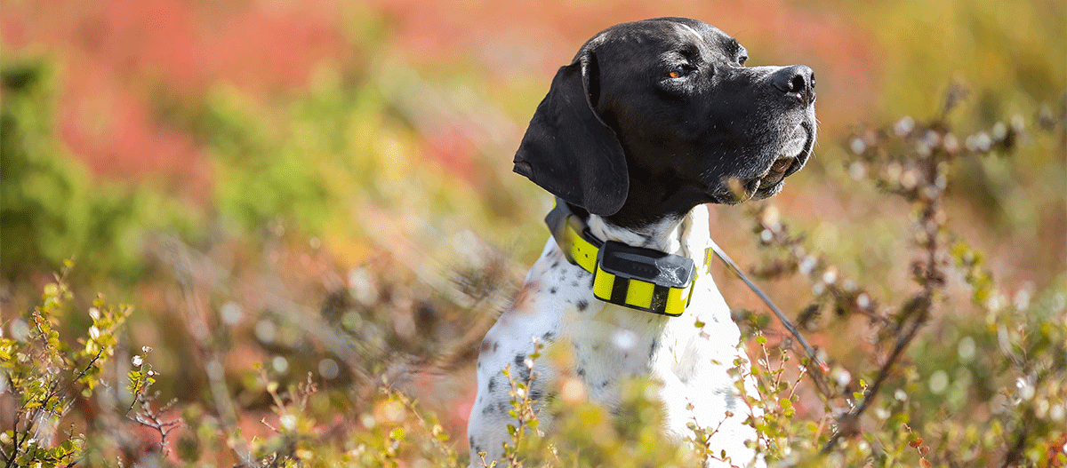 Hund mit Tracker im Feld