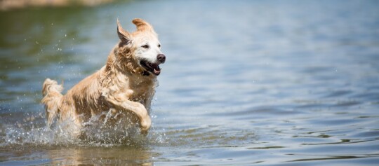 Glücklicher Golden Retriever läuft durch flaches Wasser und spritzt Wasser beim Spielen im See.