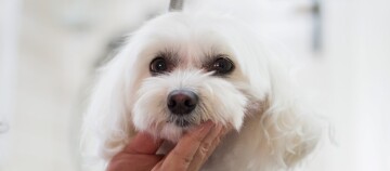 Nahaufnahme eines kleinen weißen Hundes mit flauschigem Fell, der sanft am Kinn gehalten wird