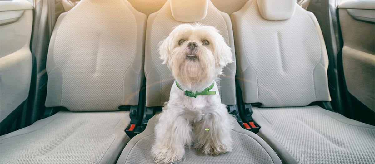 Kleiner weißer Hund mit grünem Halsband sitzt auf dem Rücksitz eines sauberen Autos im Sonnenlicht