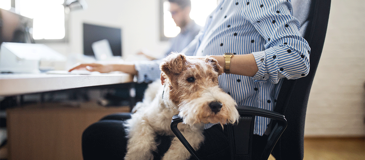 Bürohund sitzt auf dem Schoß