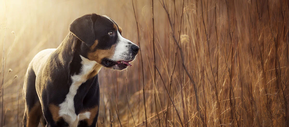 Großer dreifarbiger Hund steht aufmerksam in einem Feld mit trockenem Gras bei warmem Sonnenlicht