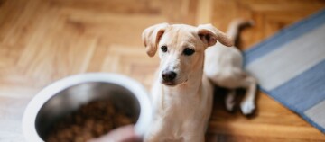 Un chien clair est assis sur un sol en bois et regarde attentivement un bol en métal rempli de nourriture pour chien.