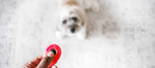 Main tenant un jouet rouge pour chien avec friandise, petit chien en arrière-plan sur tapis clair