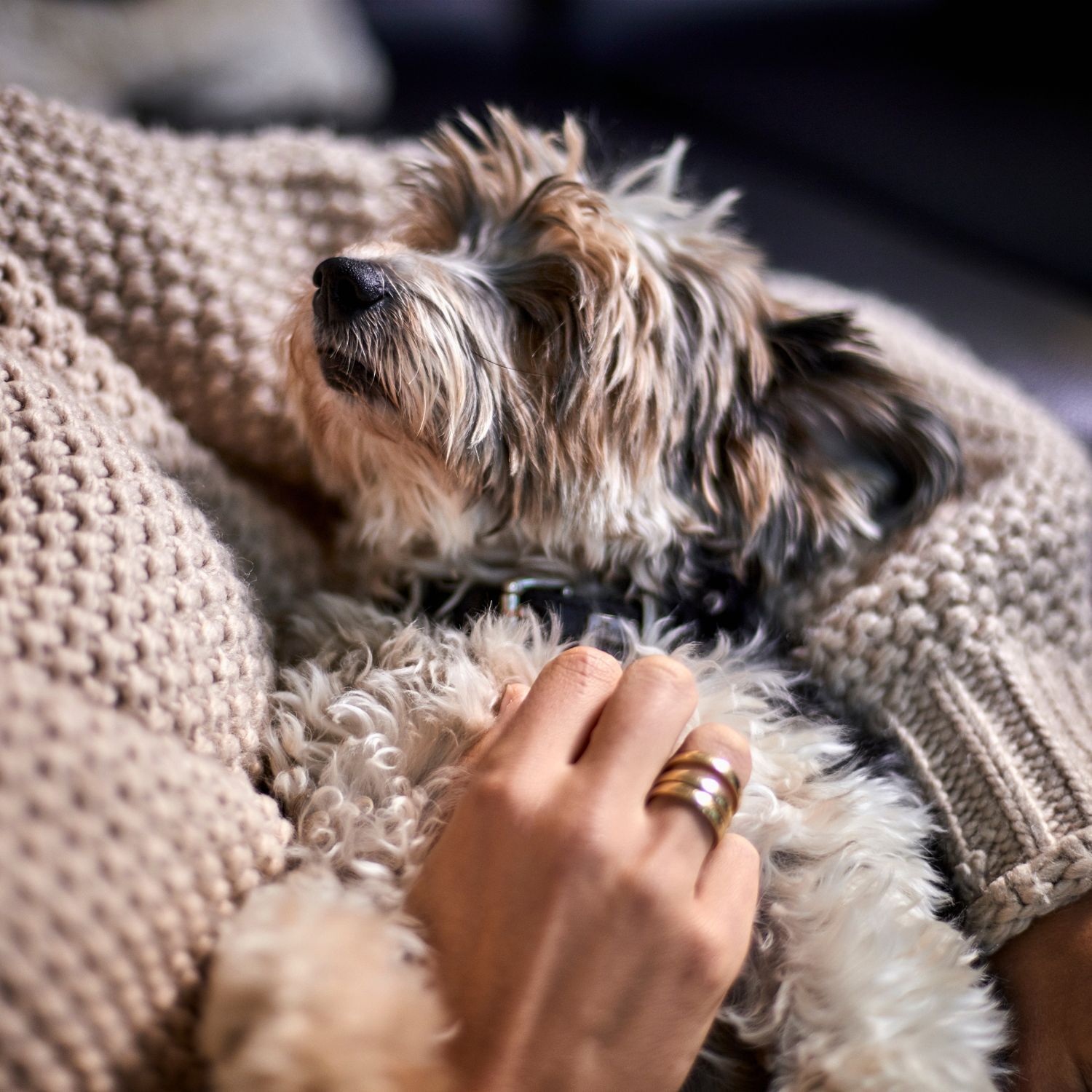 Hund liegt in den Armen