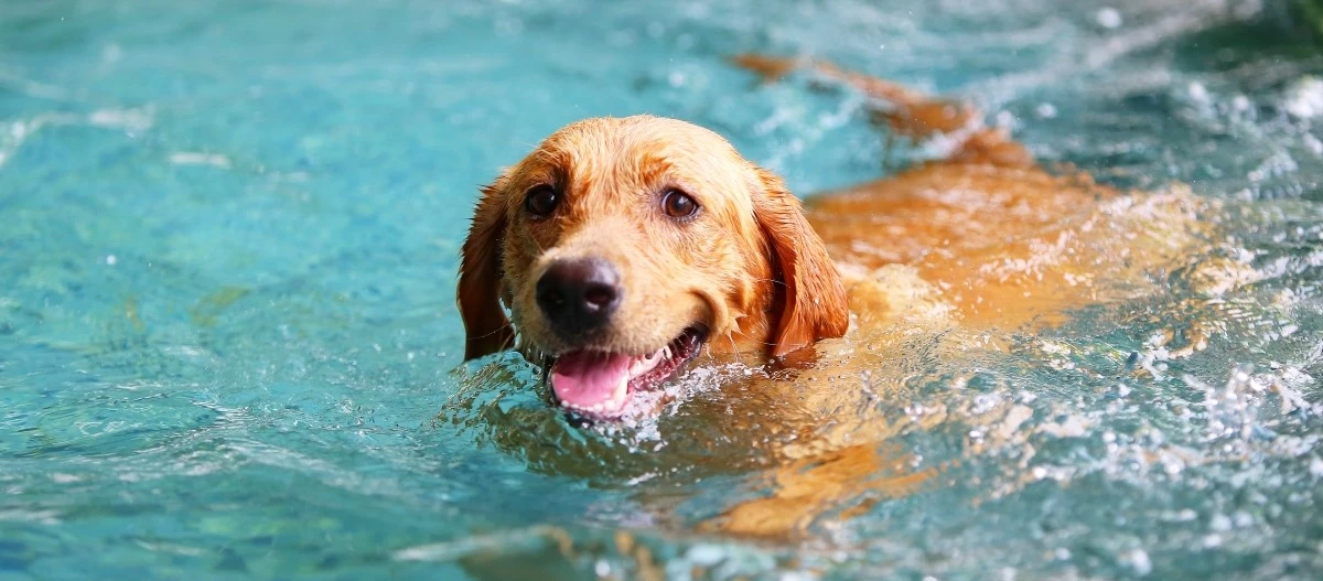 Glücklicher Golden Retriever schwimmt im klaren blauen Wasser