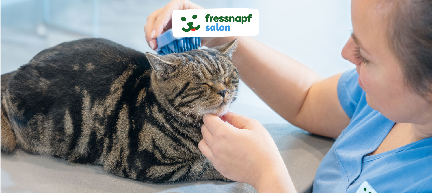 Katze wird im Fressnapf Salon mit blauer Bürste sanft gebürstet, entspannte Katze mit geschlossenen Augen