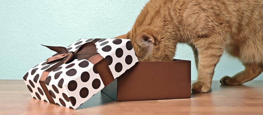 Katze mit Geschenkebox