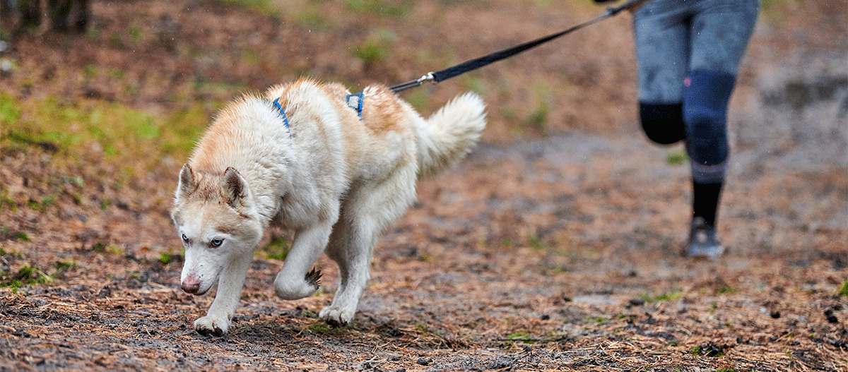 Joggen mit Hund an der Hueftleine