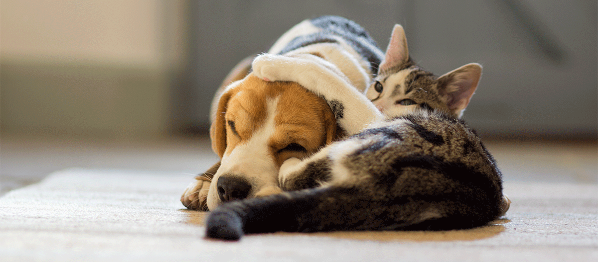 Katze kuschelt mit Hund zusammen